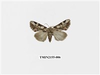 藏品(連珠波紋蛾)的圖片